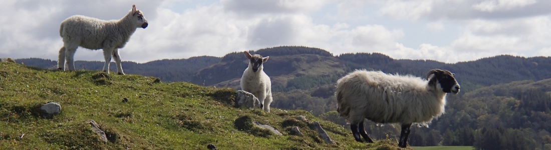 Sheep on Seil